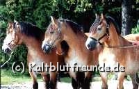 Minchen,Ollie und Tornado 08-04.jpg